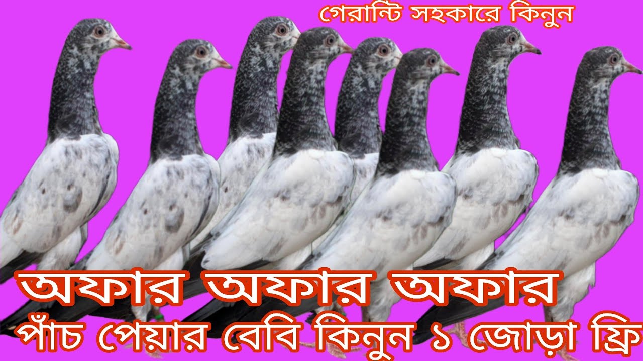 অফার অফার অফার পাঁচ পেয়ার বেবি কিনুন ১ জোড়া ফ্রি টুনামেন্ট খেলুন গেরান্টি সহকারে টাইগার ডাবওয়ালা 