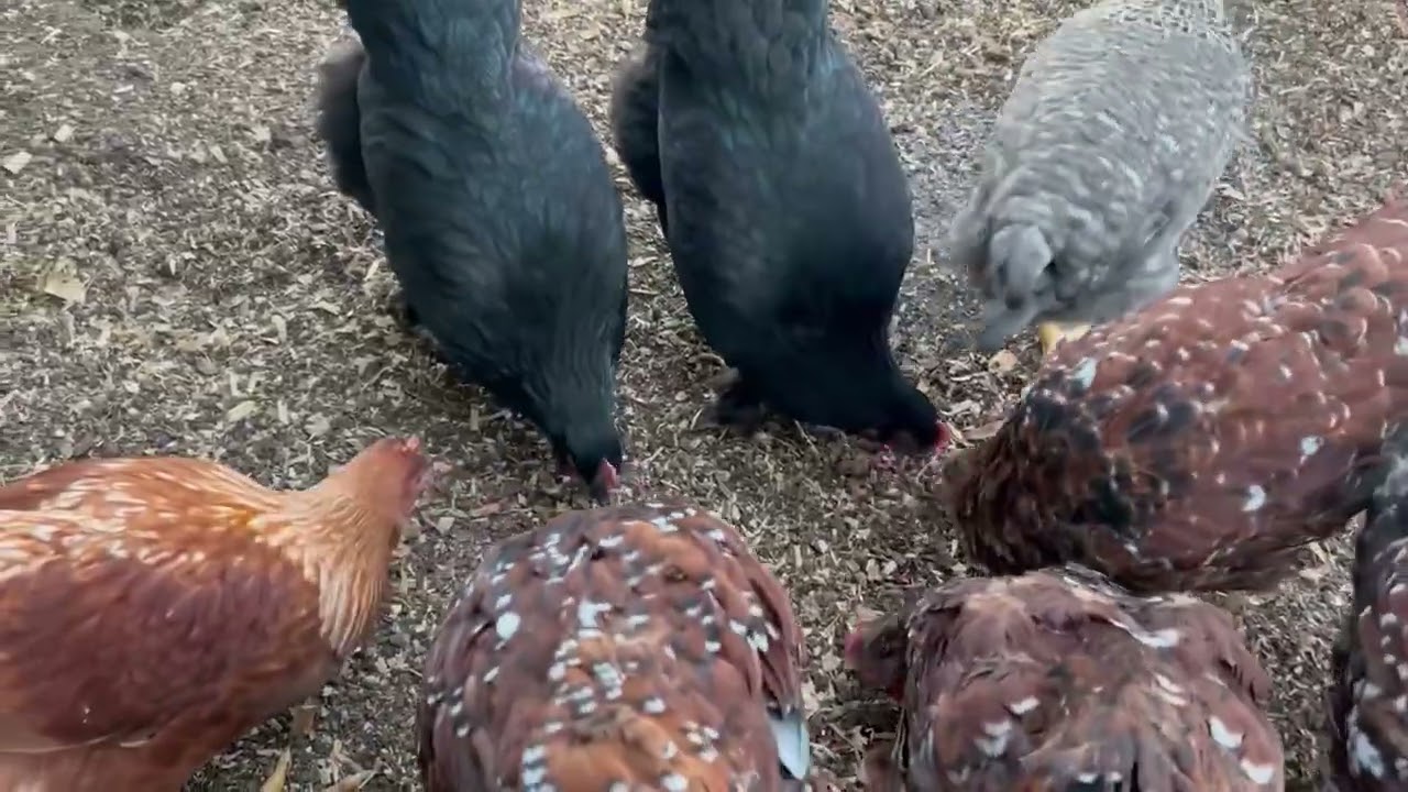 Homestead Grandma - Evening chores with the turkeys, cows, and chickens.