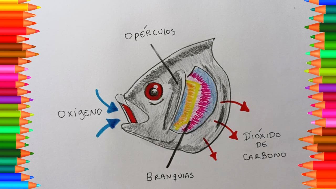 Cómo dibujar la respiración de los peces