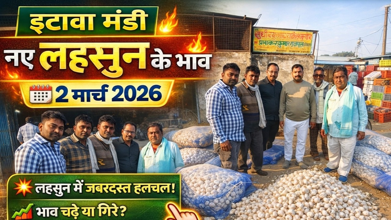 इटावा मंडी नए लहसुन के भाव 2 मार्च 2026 | आज लहसुन में बड़ी हलचल 🔥