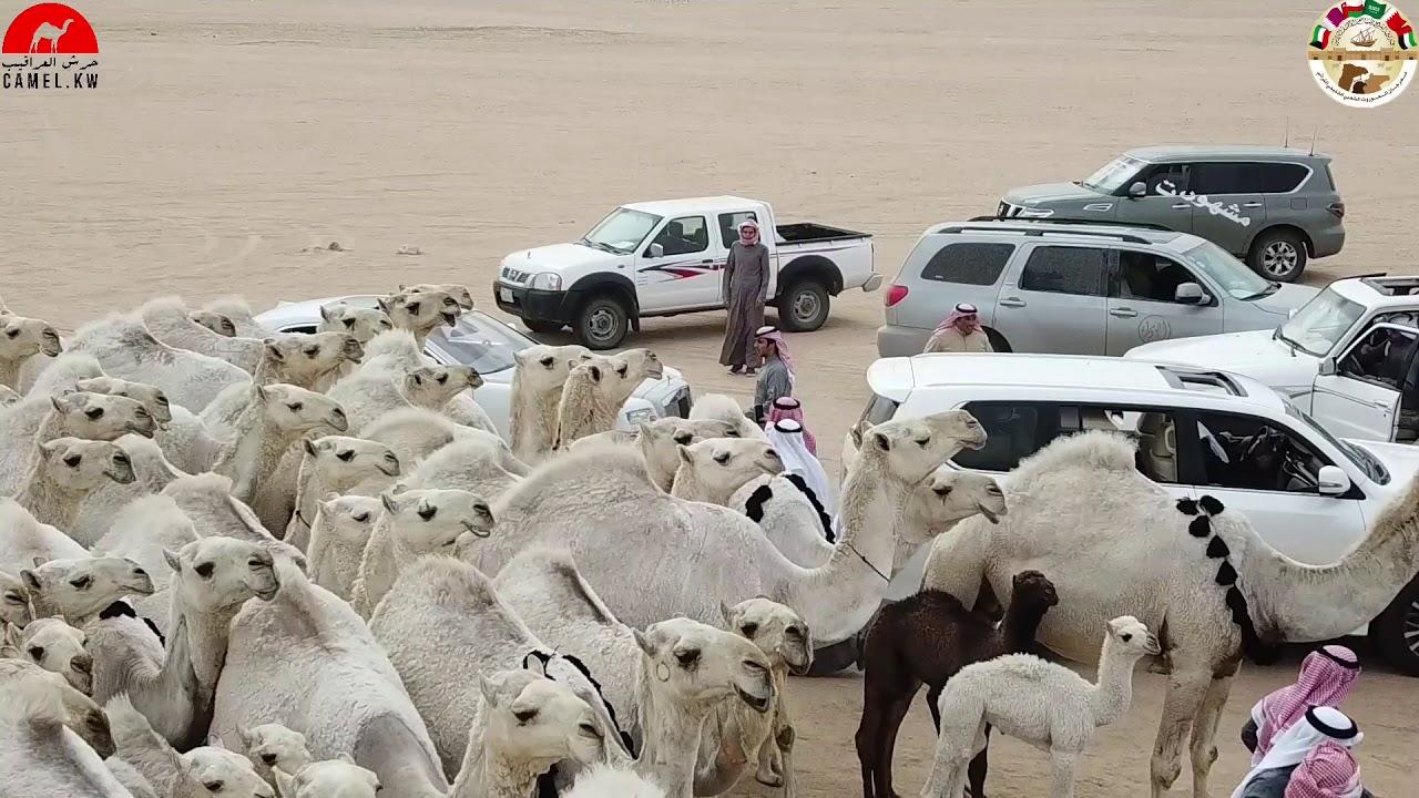 مسيرة منقية: فضيل عبدالهادي الشلاحي الحاصلة علي المركز الاول في شوط ٥٠ وضح