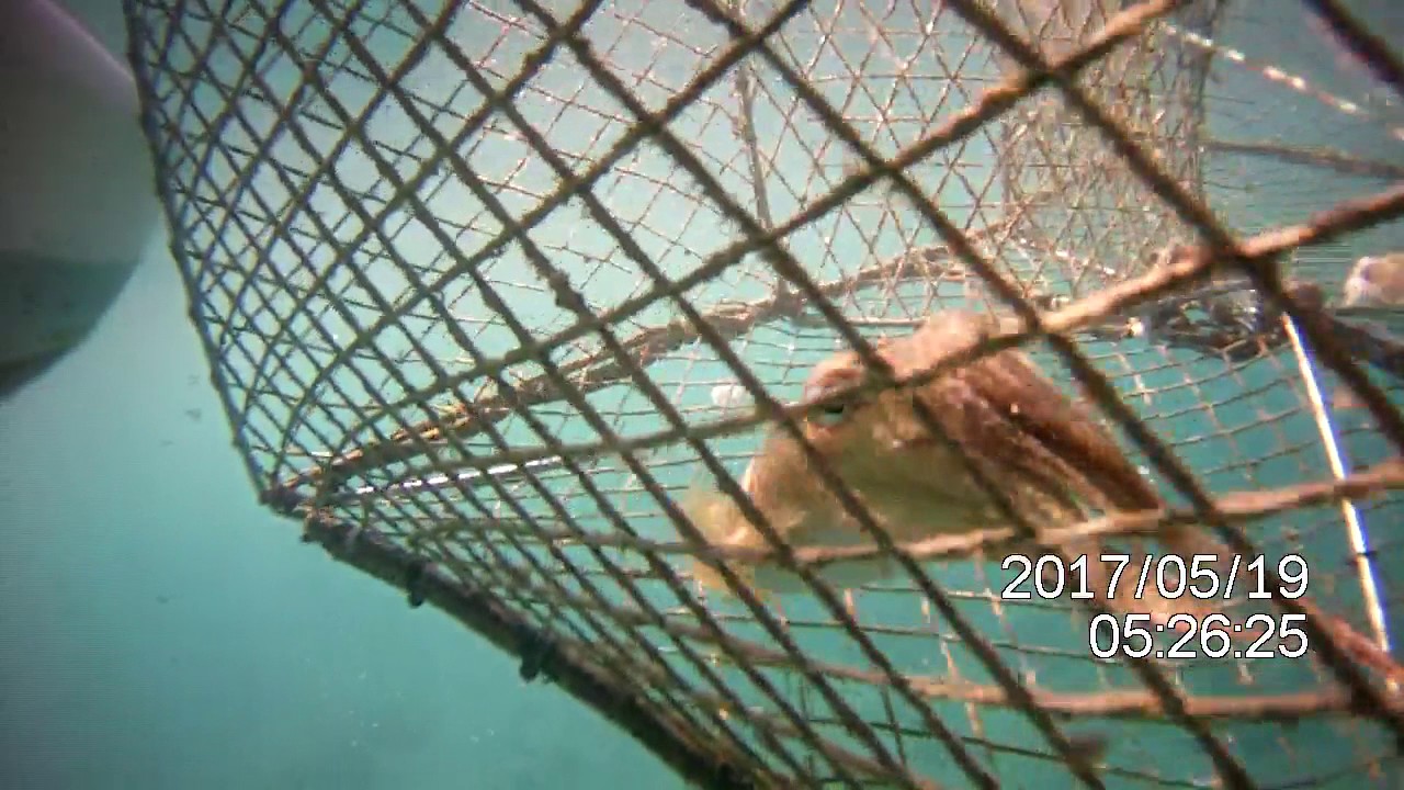 SIPE u vrši, seppia in nassa, cuttlefish  in fish trap
