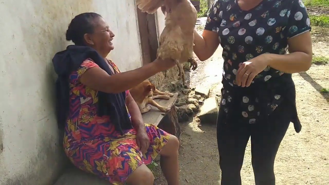 Comprando galinha gorda na roça!