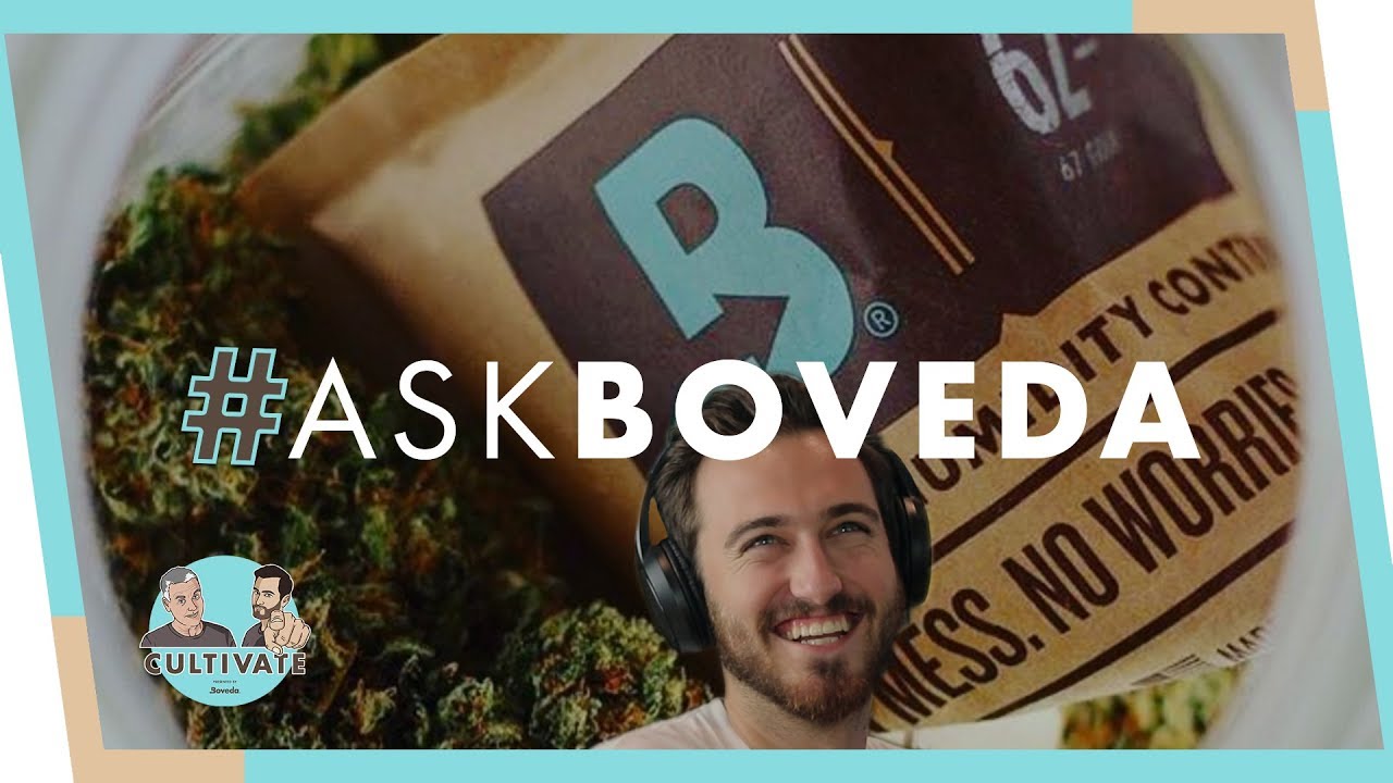 Как восстановить пересохшую коноплю | #AskBoveda