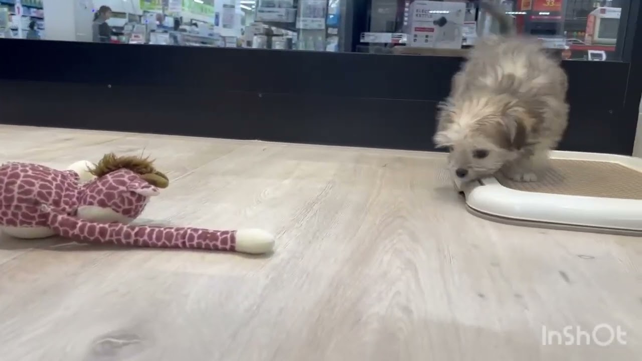 ミックスちゃん(マルチーズ×チワワ)🐶