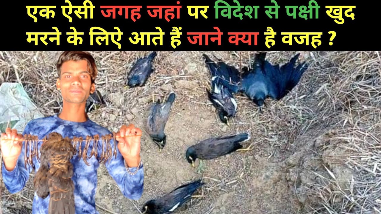 Birds Suicide Point In Dangerous Village Jatinga Haflong Dima Hasao Assam