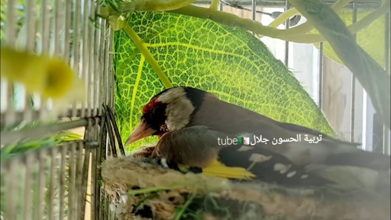 فمالة المقنين تكرك في العش ما تبيض أو تحط البيض من دون بناء العش ما السبب والحل