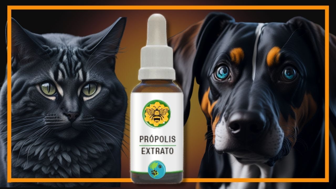 PRÓPOLIS: Cães e Gatos podem tomar? Descubra os Benefícios e a Forma CERTA de dar pro seu Pet