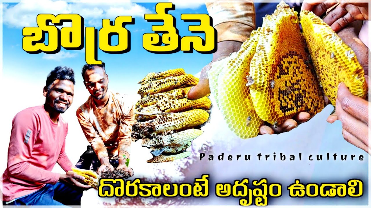 బొర్ర తేనె దొరకాలంటే అదృష్టం ఉండాల్సిందే Borra thene |wild honey| Paderu Tribal Culture