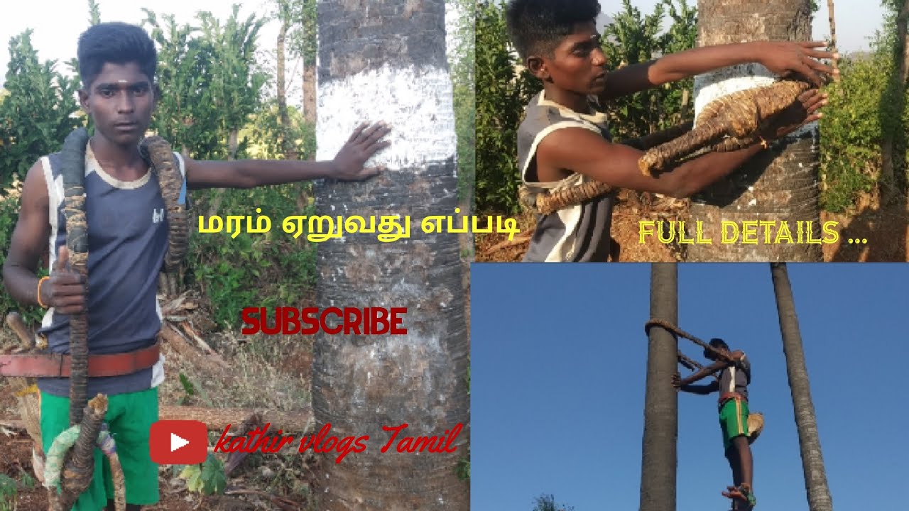 🌴மரம் ஏறுதல் மற்றும் தகவல் 🌴 subscribe@kathirvlogstamil143