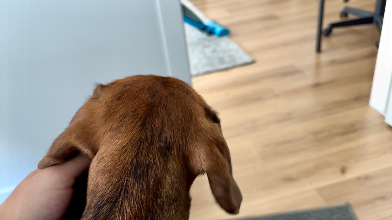 Things mini dachshund barks at
