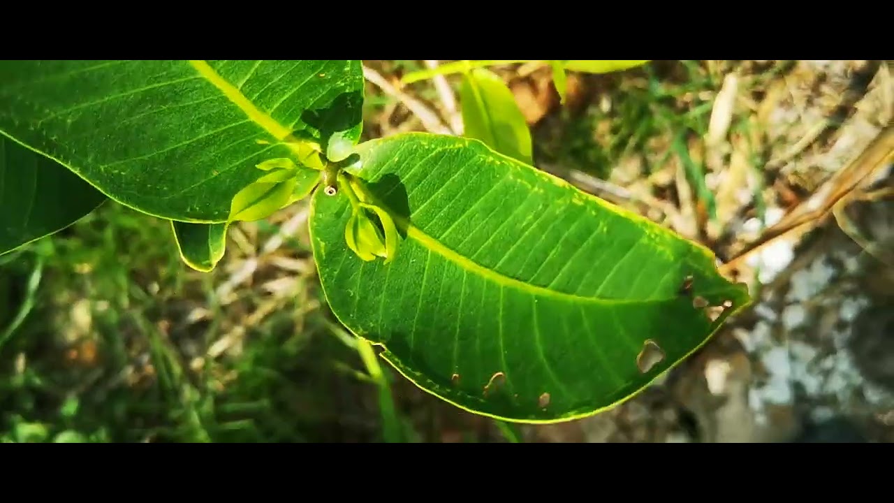 MDA041-Mận MST Mộc Tiên 1 Tháng