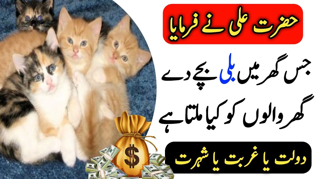 Jis Ghar Main Billi Bache De | Hazrat Ali Ne Farmaya | Dolat Rizq Barkat | Islamic stories