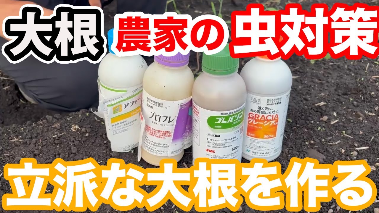 【大根】最初で最後かも。農家が使う大根の虫対策に使う農薬