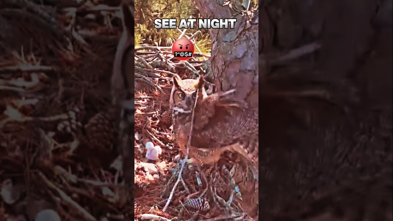 owl vs Falcon #trending #animals #wildlife #birds #falcon #owl #fight #shorts #short #youtubeshorts