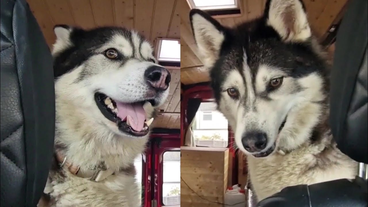 Excited Husky Visits His Bestest Friend!