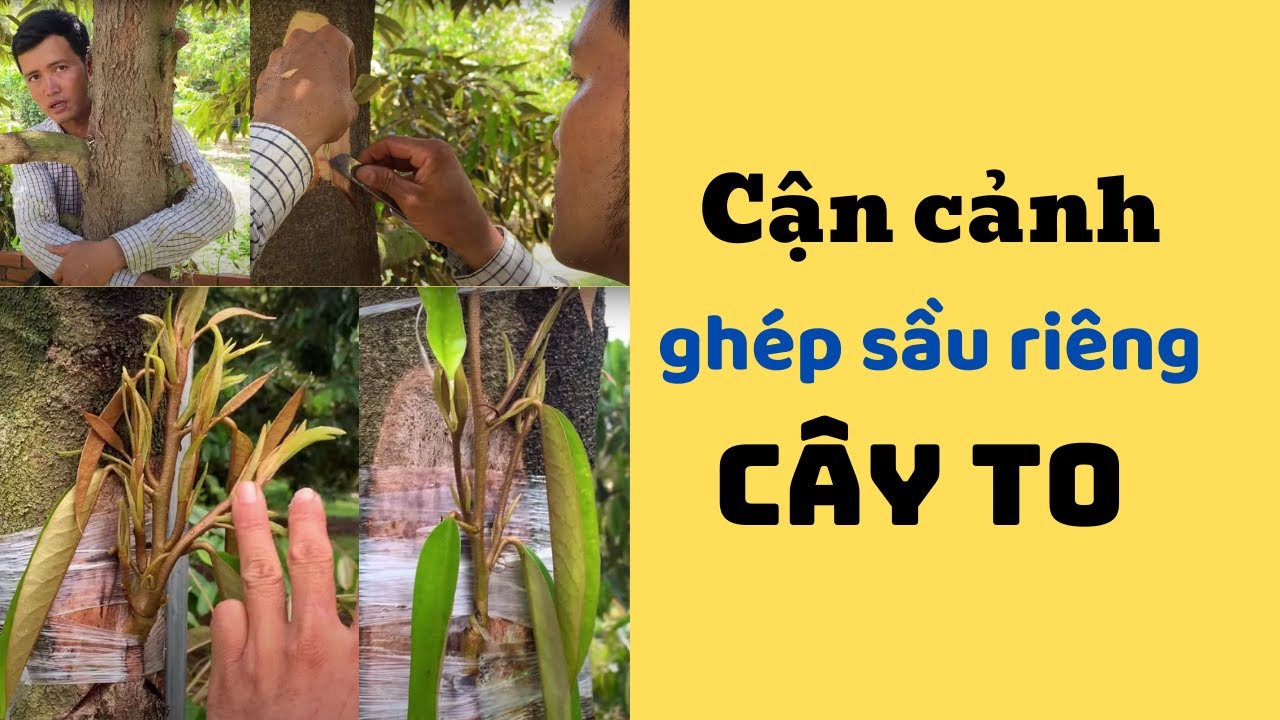 Cận cảnh ghép sầu riêng trực tiếp vào cây to, mắt ghép lên khoẻ đẹp | Big Durian Top-Working