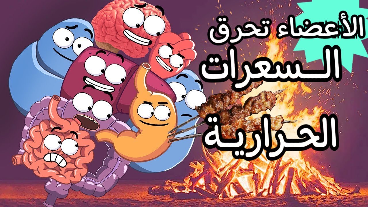 الأعضاء تحرق السعرات الحرارية 