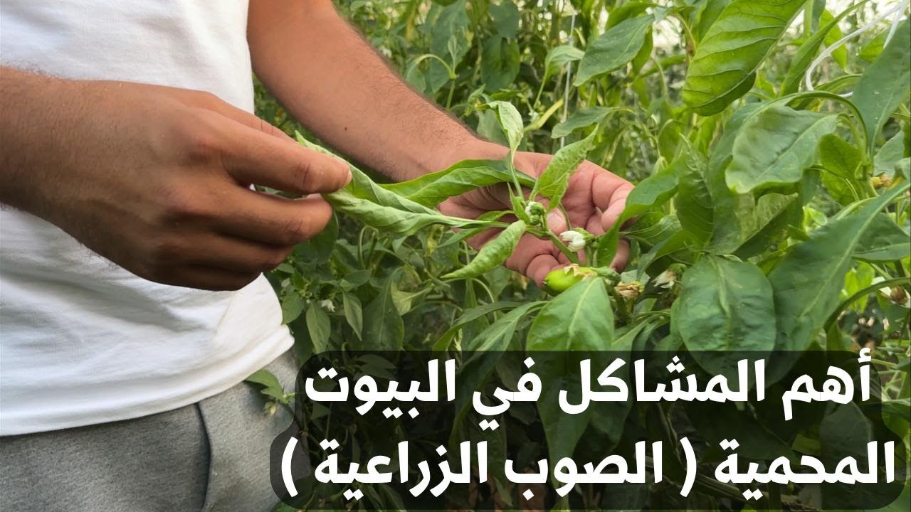 أهم المشاكل اللي بتقابلك في البيوت المحمية ( الصوب الزراعية ) 