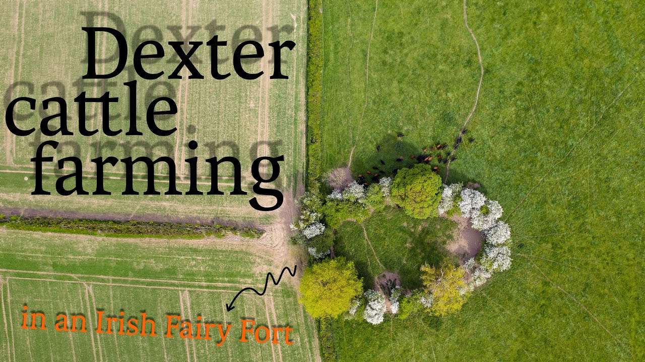 Lar's Dexter Cattle and the Fairy Fort