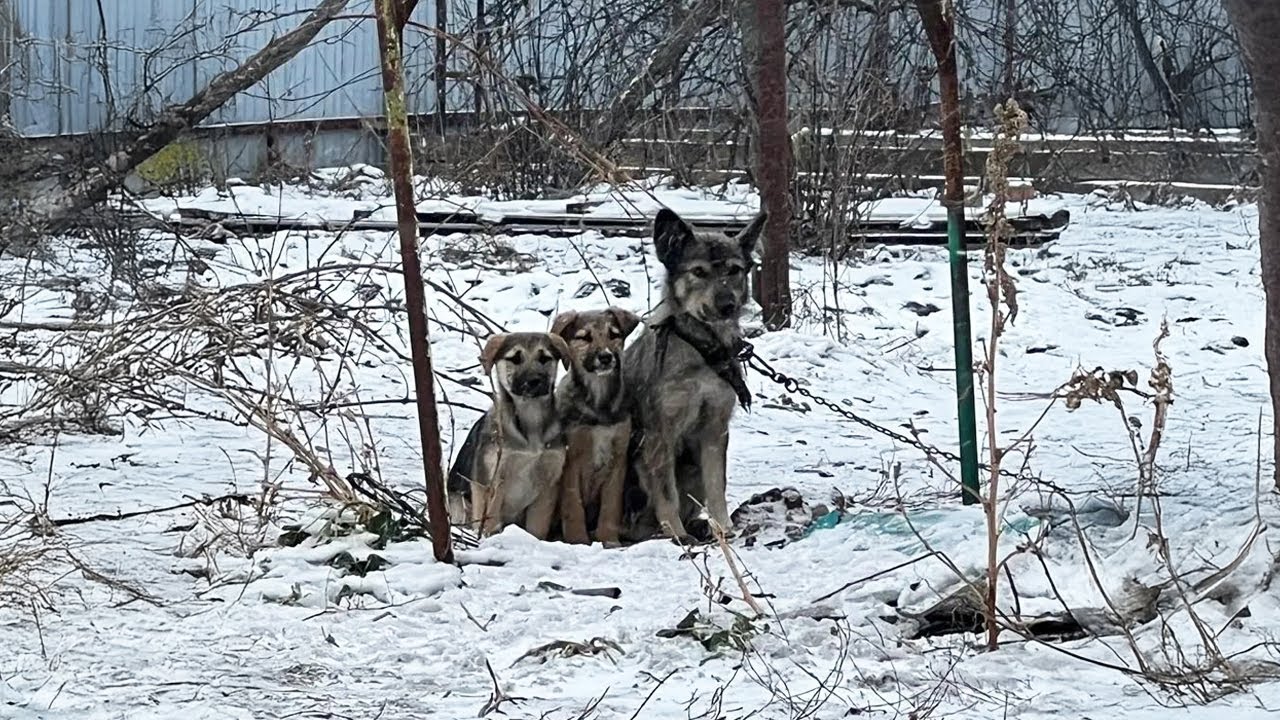 Two Puppies Trying to Warm their Chained Mama, they Could only Beg in the Bitter Cold