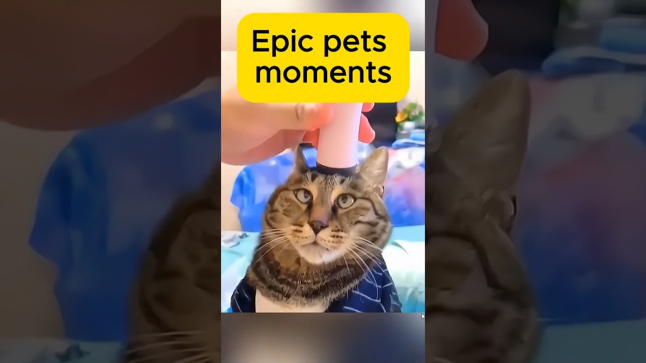 Epic pets moments of the week #shorts #short #funny #pets #cat #dogs #india #india #usa #top #epic