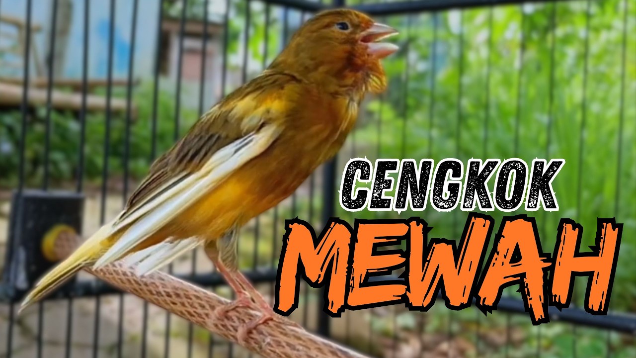 Sekali Putar Langsung Nyaut! Pancingan & Terapi Kenari Macet Bunyi Jadi Gacor Dor !!