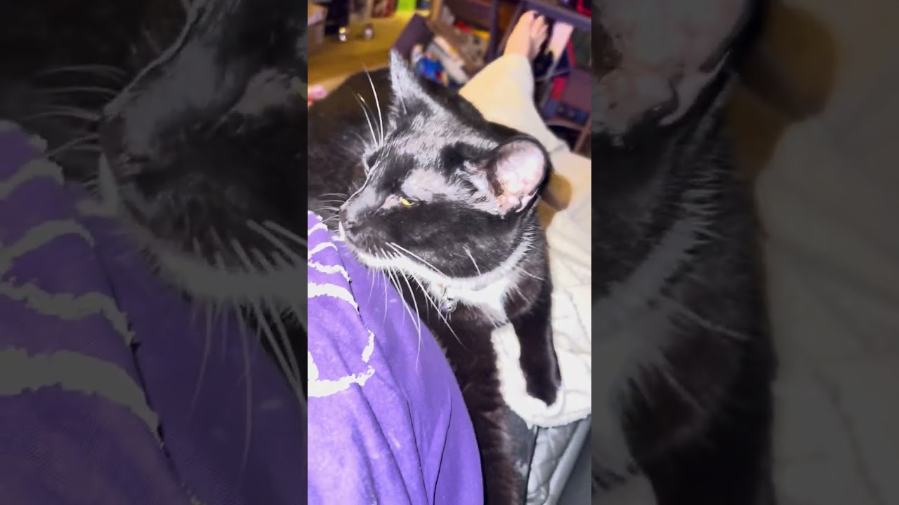 Draded ft Fluffy Butt