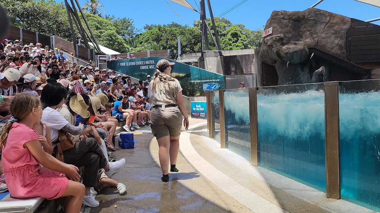 (4k) 1:00 pm Seals for the wild show. Taronga Zoo | Sydney, NSW, Australia | December 28, 2022.