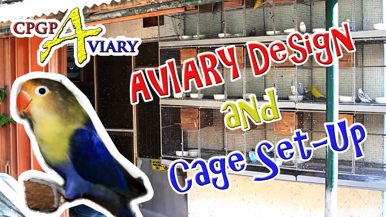 Aviary Design and Cage Set-Up