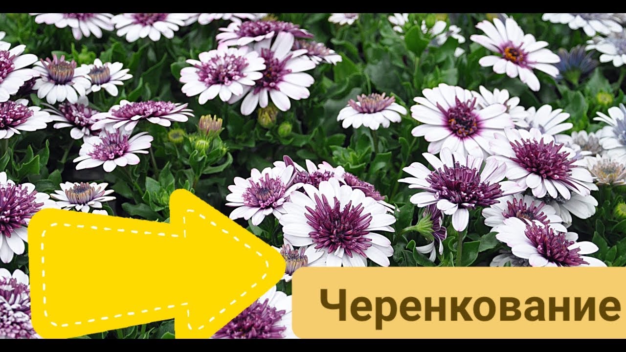 ЧЕРЕНКОВАНИЕ ОСТЕОСПЕРМУМ, ВСЕ ТОНКОСТИ.