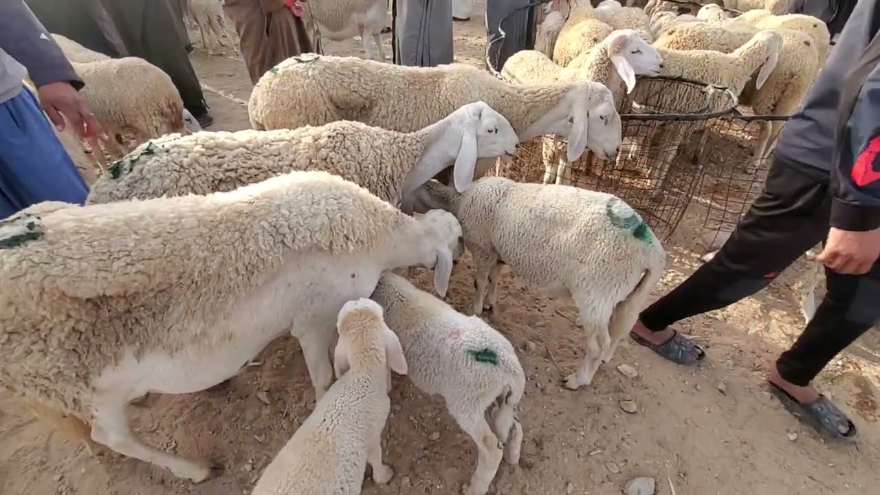 شاهد أسعار الغنم في سوقبوسعادة اليوم