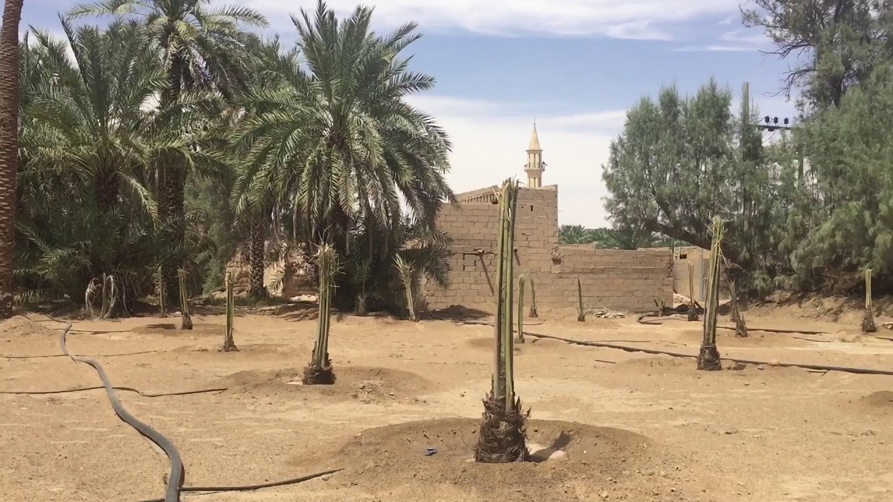 أهل قصيعه