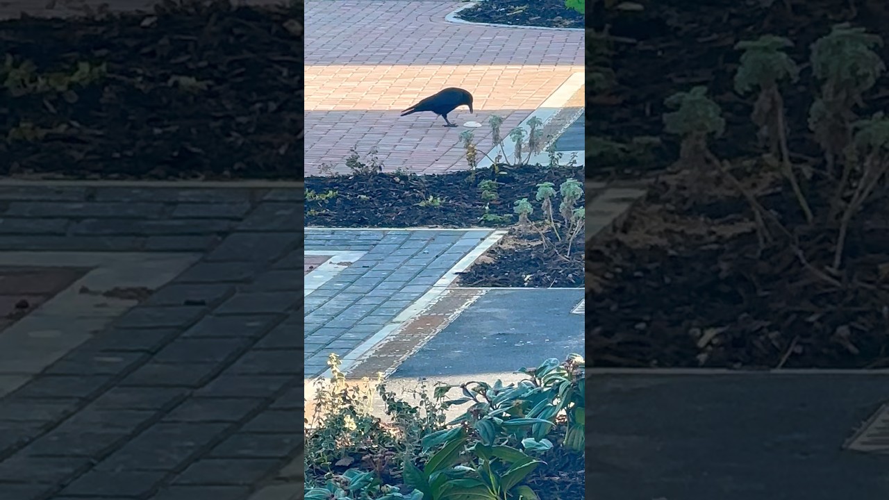 Carrion Crow Plays With A Plastic Lid #avian #birds #nature