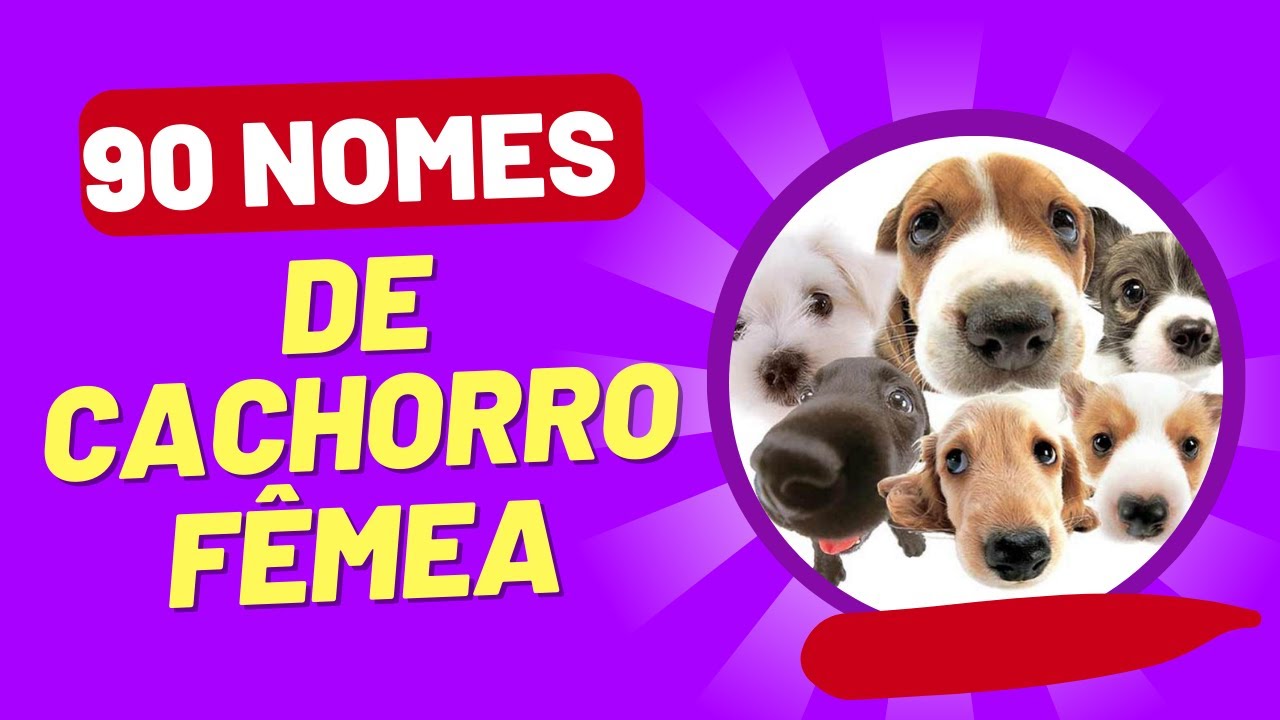 NOMES DE CACHORRO FÊMEA: lista com 90 nomes de cachorro fêmea para você se inspirar!