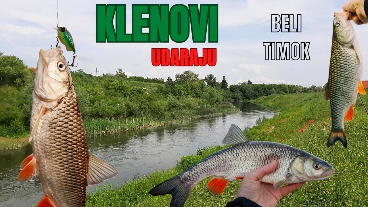 100 UDARCA I PRAĆENJA! Varaličarenje KLENA na Belom Timoku u Zaječaru