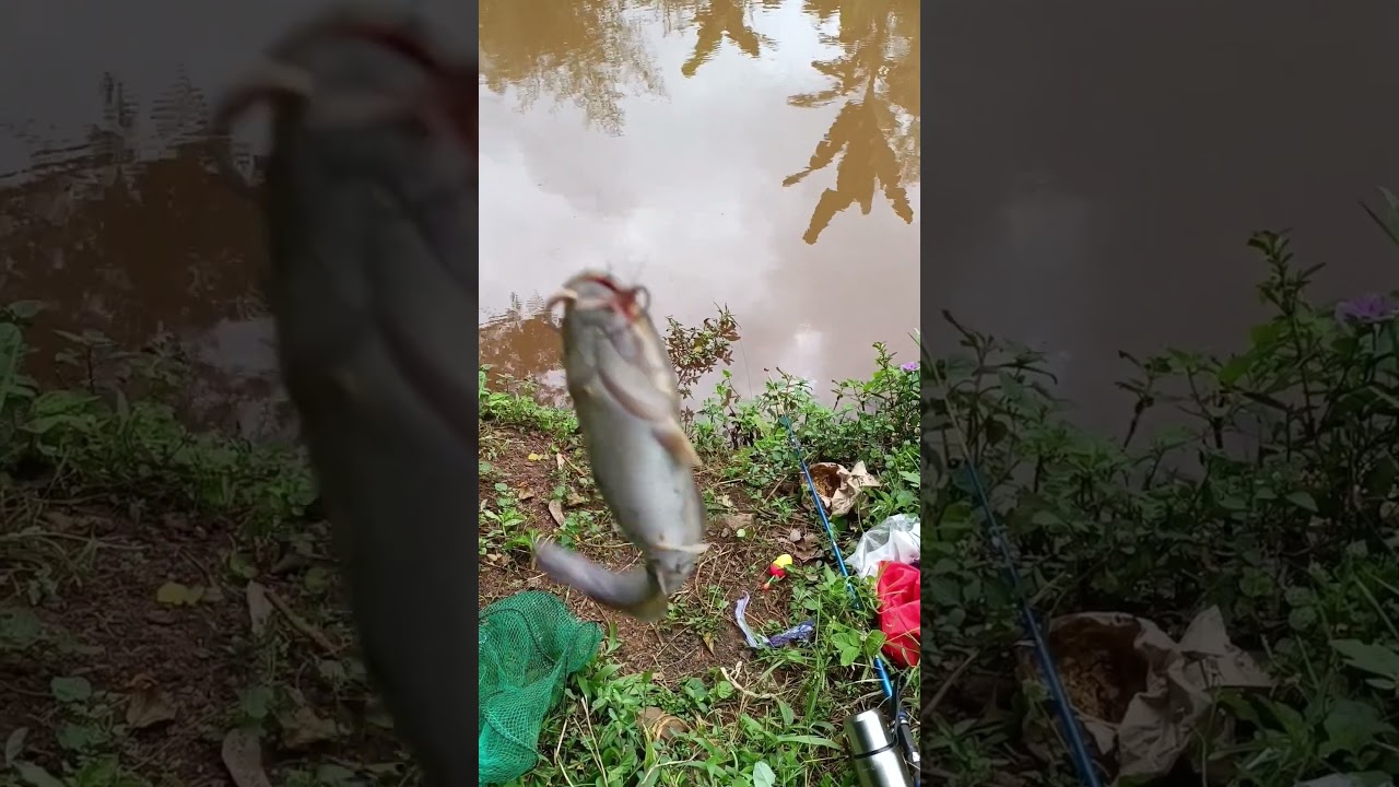 #fishing