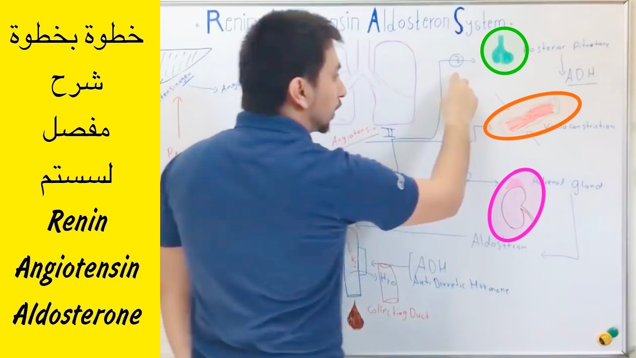 شرح مفصل خطوة بخطوة لسستم Renin Angiotensin Aldosterone