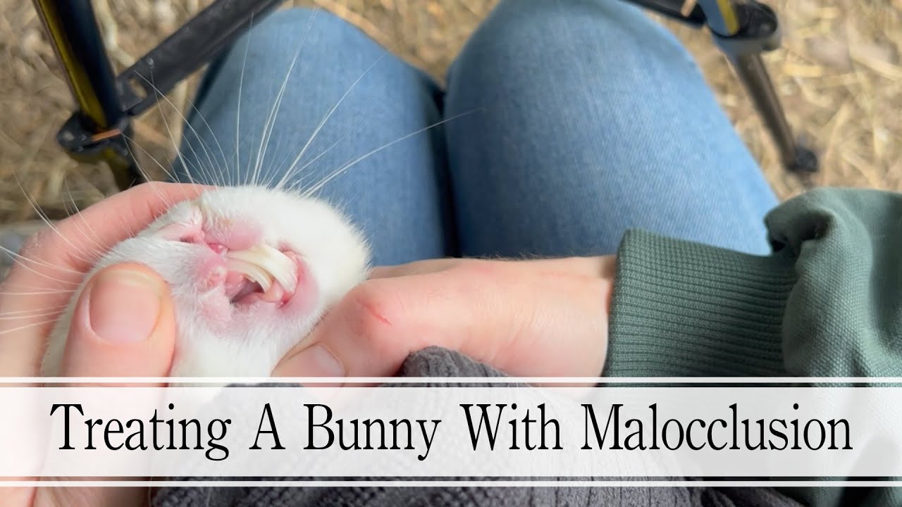 Treating A Bunny With Malocclusion
