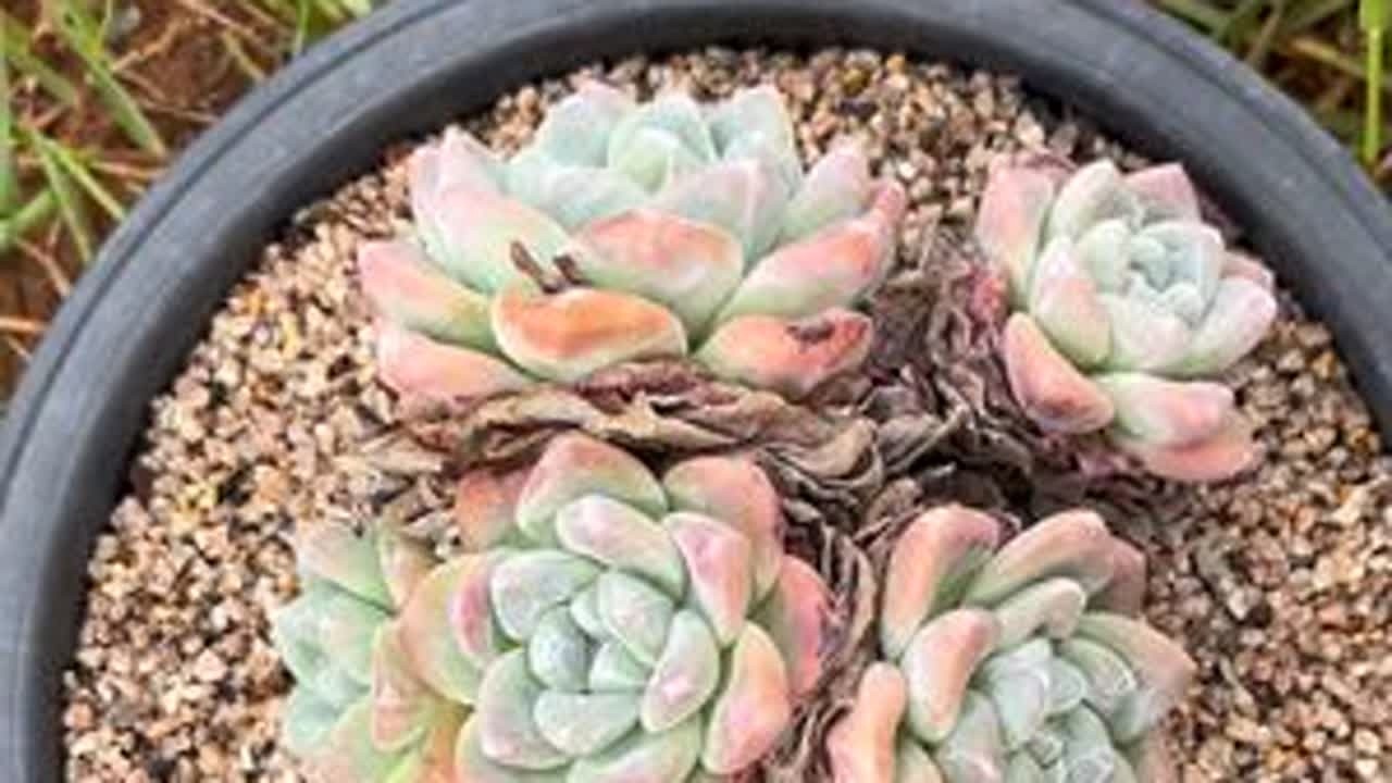 #多肉植物 #我的多肉花园 #解压视频  #撸枯叶解压 今天把积压了三年的枯叶全撸了，真的好解压😁