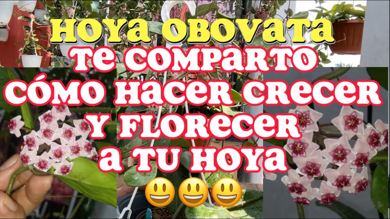 Con esto, tu hoya te dará flores en 6 meses🤩🥰 Hoya Obovata.😄