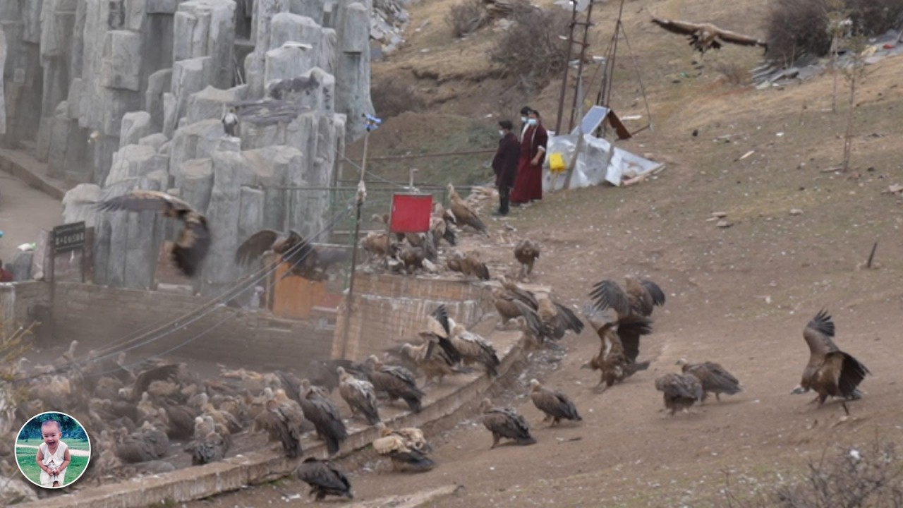 Tibetan Sky Burial ▲  (a tradition)