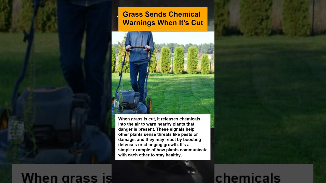 Grass Sends Chemical Warnings When It's Cut