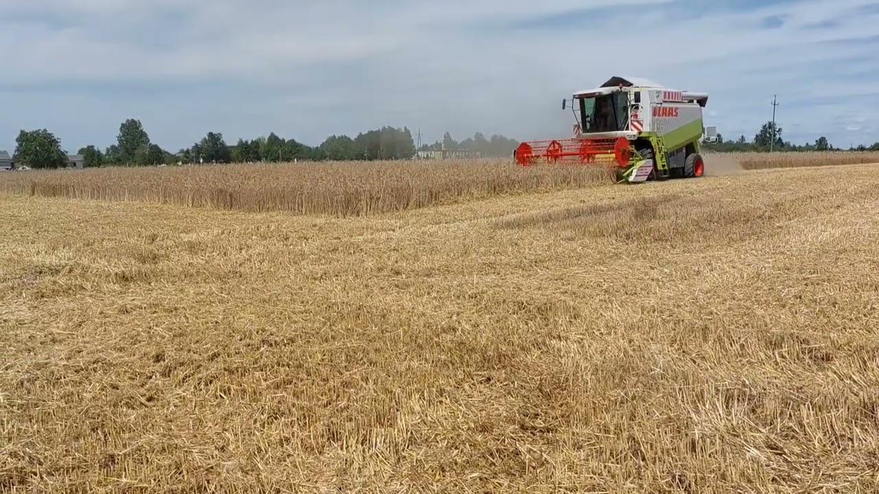 *żniwa 2023 *lexion 405*Agro Kacper *