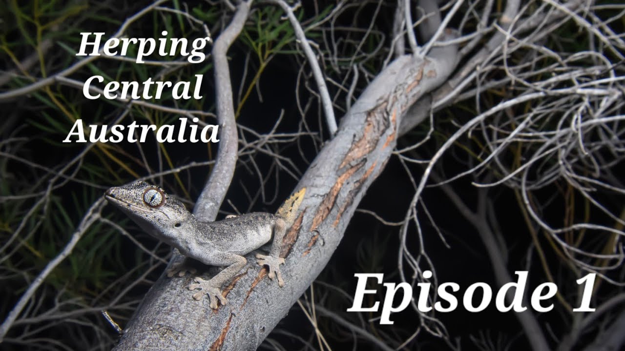 Herping Central Australia! Episode 1: From Sydney to Uluru!