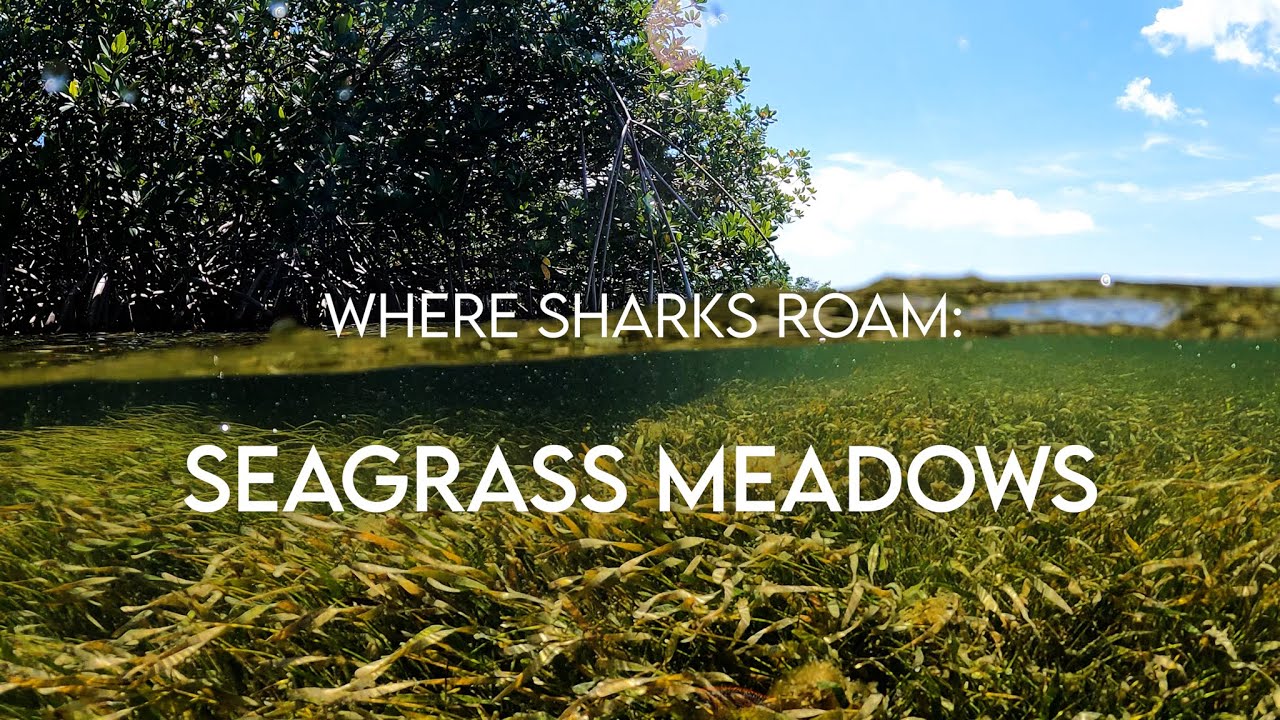 Where Sharks Roam EP 2: Seagrass Meadows