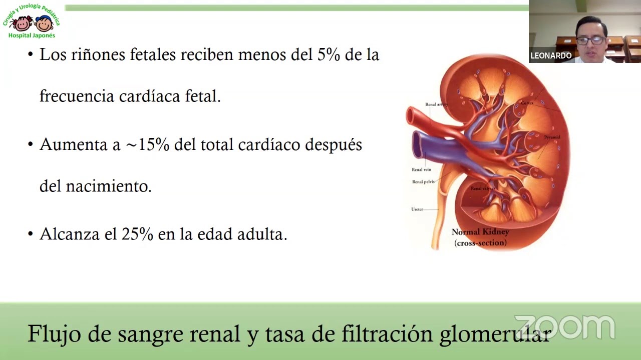 Tema Académico: Función renal fetal y neonatal