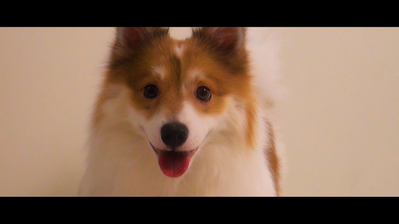 작은 생물은 귀엽다🐶