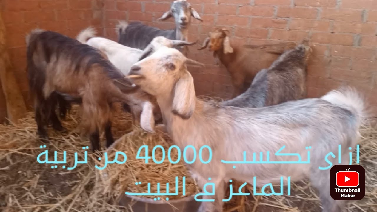 دراسة جدوى لمشروع تربية الماعز فى البيت #سلسلة مشروعات التربيه البيتى