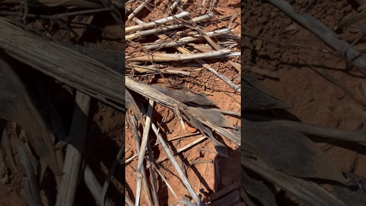 Ep 28 (BChauhan): Wireweed management in fallow at Tamworth (NSW)